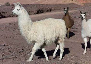 Une image contenant mammifre, terrain, animal, extrieur

Description gnre avec un niveau de confiance trs lev